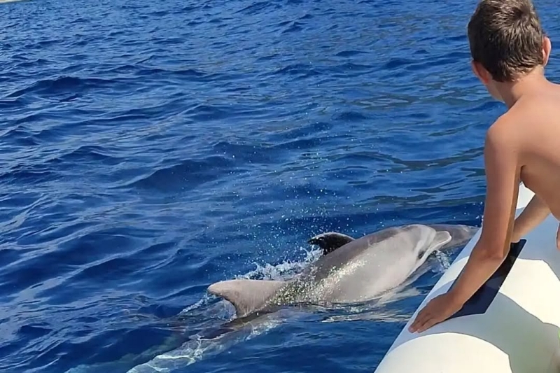 Dolphin Sighting From Porto San Paolo Audace Excursions